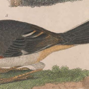 Eastern Towhee