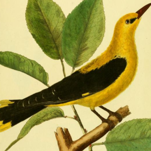 Eurasian Golden Oriole