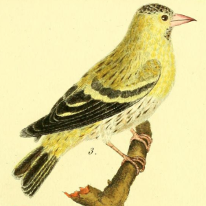 Eurasian Siskin