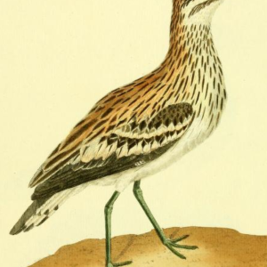 Eurasian Thicknee 