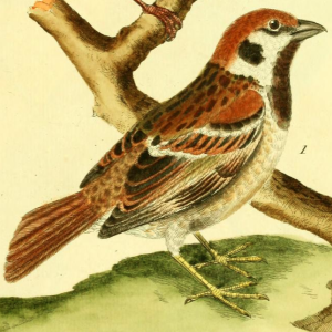 Eurasian Tree Sparrow