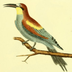 European Bee Eater