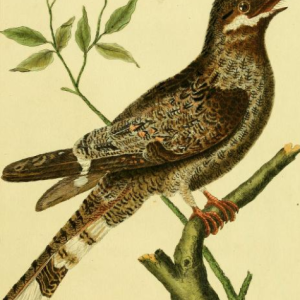 Drawn by F.-N. Martinet