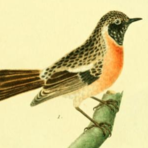 European Stonechat
