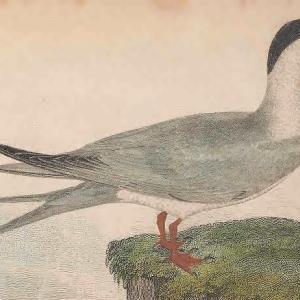 Forster's Tern