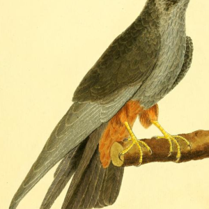 Falco Vespertinus 