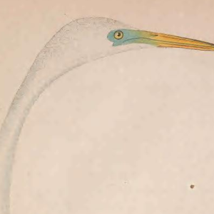 Great Egret, Engraved by A. Lawson