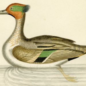 Unpublished illustration by John Abbott