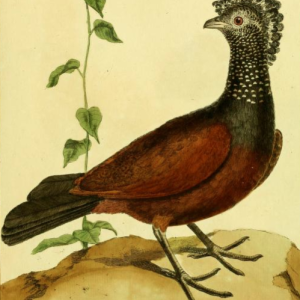 Great Curassow