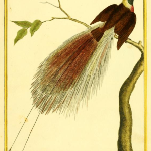Greater Bird-of-Paradise