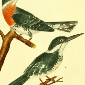 Green Kingfisher, Drawn by F.-N. Martinet