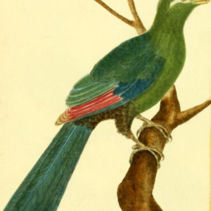 Guinea Turaco