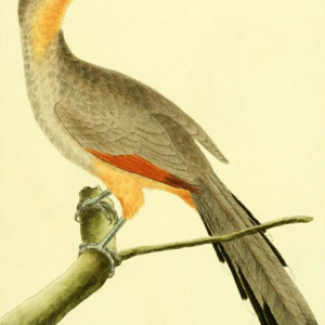 Jamaican Lizard Cuckoo