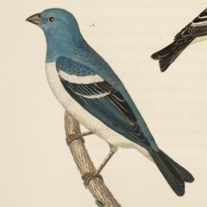 Lazuli Bunting