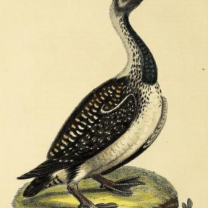 Black-throated Loon