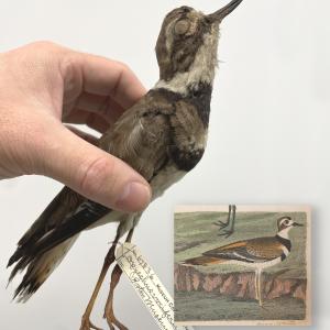Killdeer