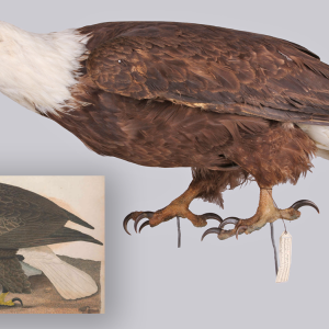 Bald Eagle (mounted taxidermy)