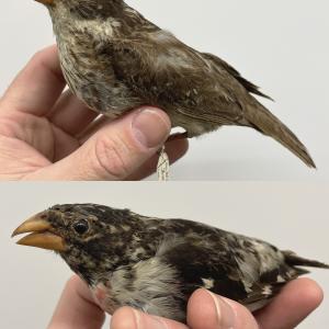 MCZ 67862 (top, female) and 67864 (bottom, male), Museum of Comparative Zoology (MCZ)