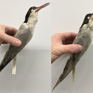Common Tern (mounted taxidermy)