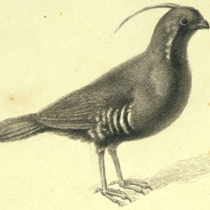 Mountain Quail 