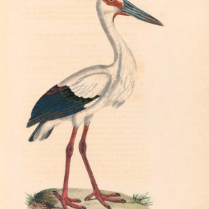 Maguari Stork