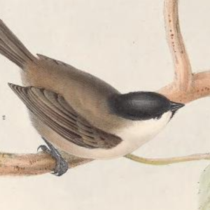 Marsh Tit