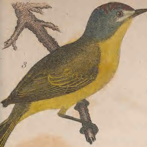 Nashville Warbler