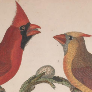 Engraved by A. Lawson