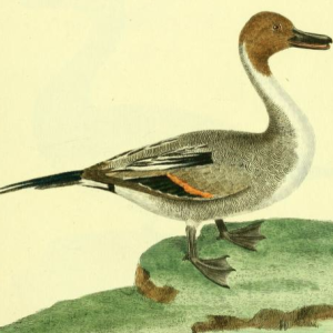 Northern Pintail, Drawn by F.-N. Martinet