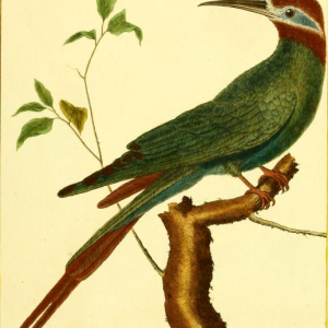 Olive Bee Eater