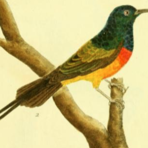 Orange Breasted Sunbird
