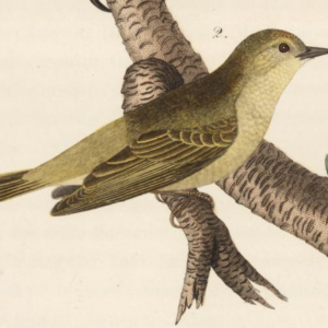 Orange Crowned Warbler