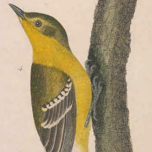 Pine Warbler
