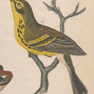Prairie Warbler
