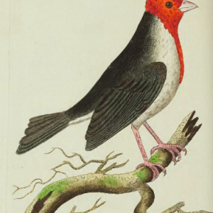 Drawn and engraved by R. P. Nodder