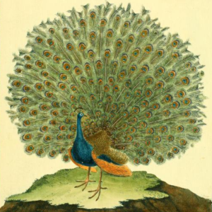Peacock
