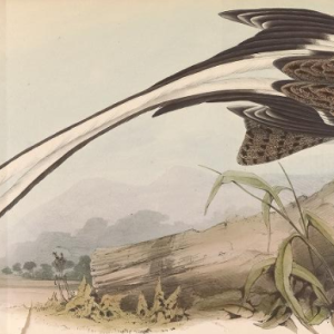 Pennant Winged Nightjar