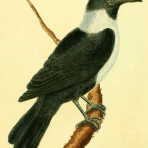 Pied Crow