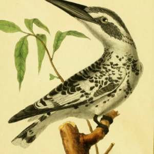 Pied Kingfisher, Drawn by F.-N. Martinet