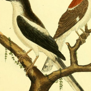 Pied Triller, Drawn by F.-N. Martinet