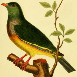 Pink Necked Green Pigeon