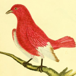 Pompadour Cotinga