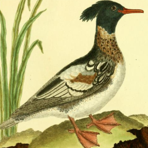 Drawn by F.-N. Martinet