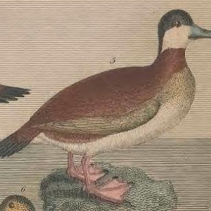 Engraving by A. Lawson