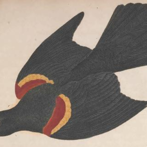 Leach's Storm Petrel