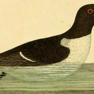 Razorbill, Illustration by Albin, E.