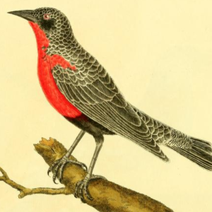 Red Breasted Meadowlark