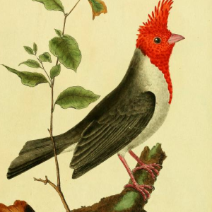 Red Cowled Cardinal