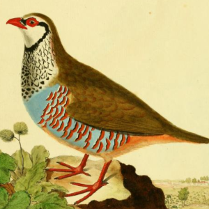 Red Legged Partridge