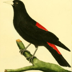 Yellow-rumped Cacique